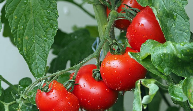 Comment Cultiver Les Plants de Tomates?