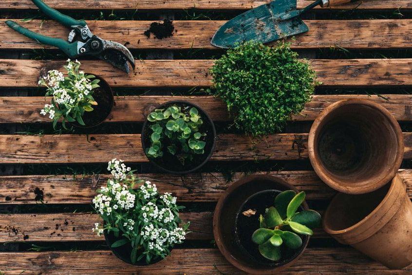Défi Jardinage 30 Jours : Transformez Votre Espace Vert avec Jardioui